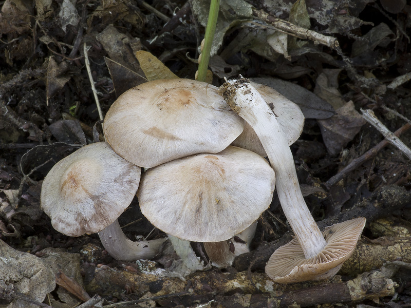 Cortinarius urbicus